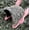 D, variant on Reptile Terrarium Habitat Decor D Color Extra Large for Ball Pythons, Lizards, Leopard Geckos, Bearded Dragons, Turtles