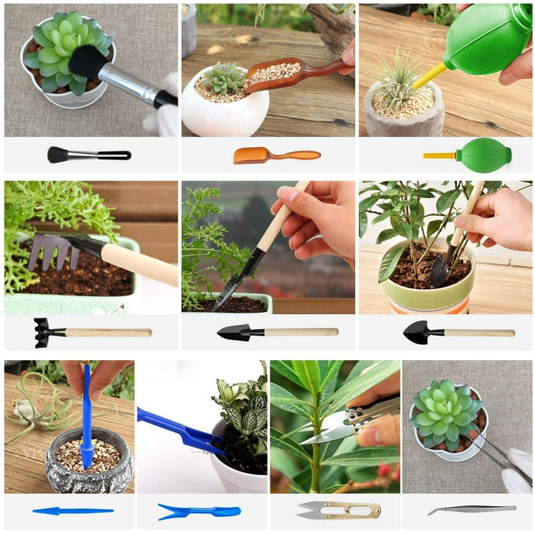 planting japanese maple seeds Ichigyoji Japanese Maple Seeds – Educared