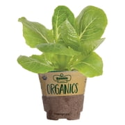 Bonnie Plants Organic Green Romaine Lettuce 14.6 oz.