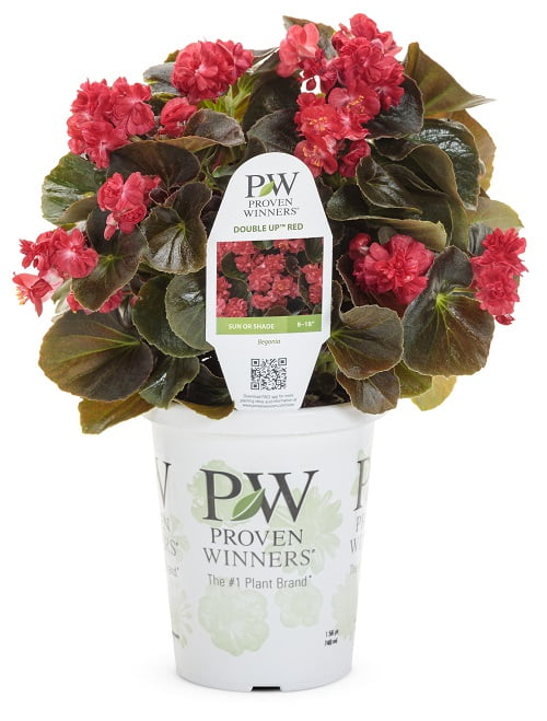 4.25' Grower Pot Red Flowers Double Up™ Red (Begonia) Live Plants (4 Pack)