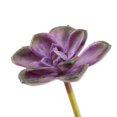 thumbnail image 3 of Mainstays 4" Artificial Purple Round Succulent Pick, 3 of 5