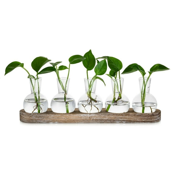 Propagation Station Glass Vases Decoration: 5 Plants Terrarium with White Washed Wooden Tray for Living Room Office