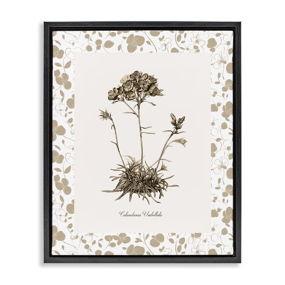 Stupell Industries Traditional Neutral Imperial Flower & Herb Black Floating Frame Canvas Art, 17 x 21, by Kelly Donovan