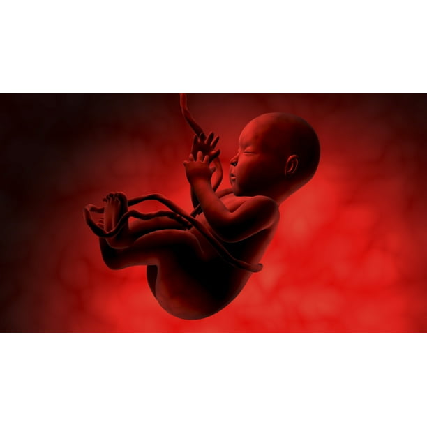 Fetus inside womb Poster Print (19 x 10) - Walmart.com ...
