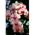 thumbnail image 2 of Alan Hausenflock 17x24 Gallery Wrapped Canvas Wall Art Titled - Moth Orchids VI, 2 of 4