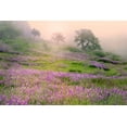 thumbnail image 2 of Jones, Adam 14x11 Gold Ornate Wood Framed with Double Matting Museum Art Print Titled - Purple Lupine flowers and tree in foggy sunrise-Bald Hills Road-California, 2 of 4