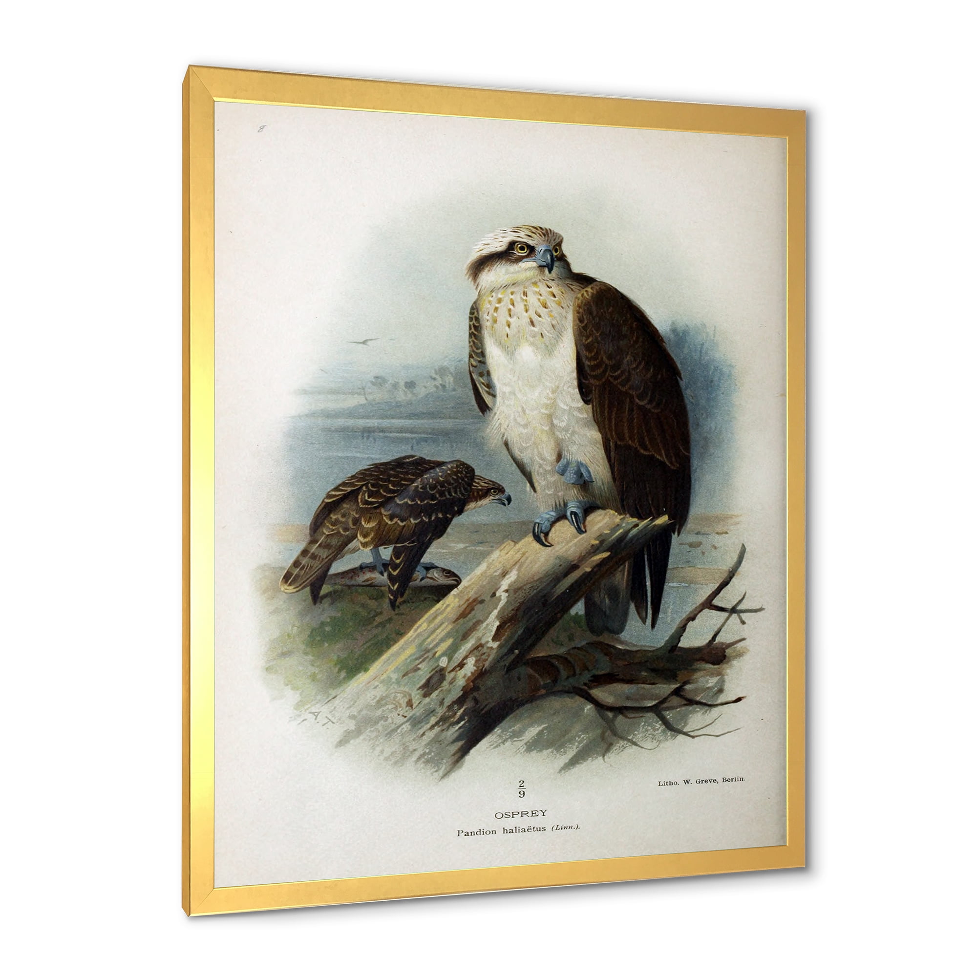 Designart 'Ancient Bird Life VI' Traditional Framed Art Print