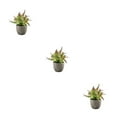 thumbnail image 2 of Decodeary Green Eco-friendly Artificial Money Tree In Pot Long-lasting Durability Realistic Appearance purple rose 3Set, 2 of 6