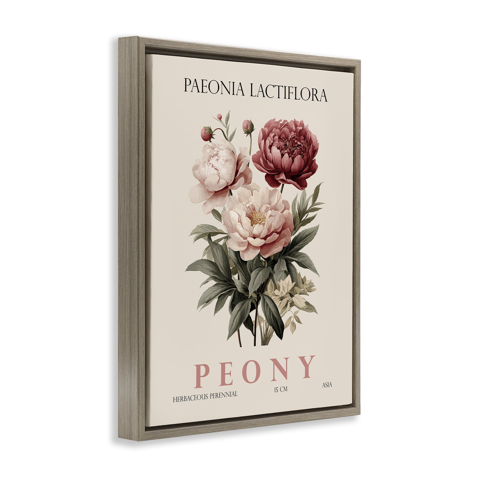 Stupell Industries Natural Peony Bundle Brown Framed Floater Canvas Wall Art, design by Christopher Giampietro