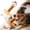 ZA A, variant on Carllg Dog Chew Toys for Aggressive Chewers, Indestructible Tough Durable Squeaky Interactive Dog Toys, Puppy Teeth Chew Stick Toy for Small Medium Large Breed