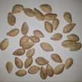 thumbnail image 2 of Table King Bush Winter Squash Seeds, 2 of 5