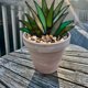 thumbnail image 4 of Plantas artificiales en maceta acrílicas decorativas de Aloe Monstrate 14x18cm Verde, 4 of 6