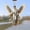 White, variant on Wall hangs,With Angel Wooden Ornaments By G. DeBrekht | Christmas Décor 8611056 SET Of 2