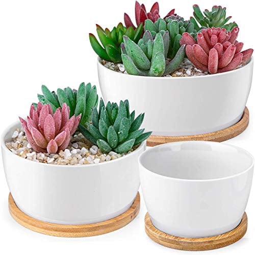 6 Pack Small Cactus Planter Pots with Drainage Holes for House Office Decor and Gift Multi EFISPSS Succulent Plant Pots 3.2 inch Ceramic Flower Pot with Bamboo Tray Plants NOT Included Multi 