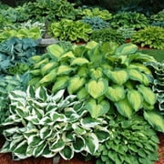 Mixed Heart-Shaped Hosta Plants - 3 Bare Roots - Rich Green Foliage, Low Maintenance, Hardy Shade Tolerant Perennials