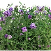 AeroGarden Lavender Seed Pod Kit