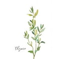 thumbnail image 2 of Robinson, Carol 20x24 White Modern Wood Framed Museum Art Print Titled - Fresh Sprig Thyme, 2 of 4