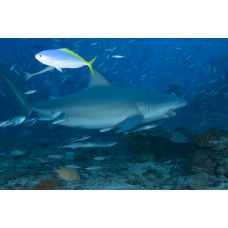A large bull shark at The Bistro dive site in Fiji Poster