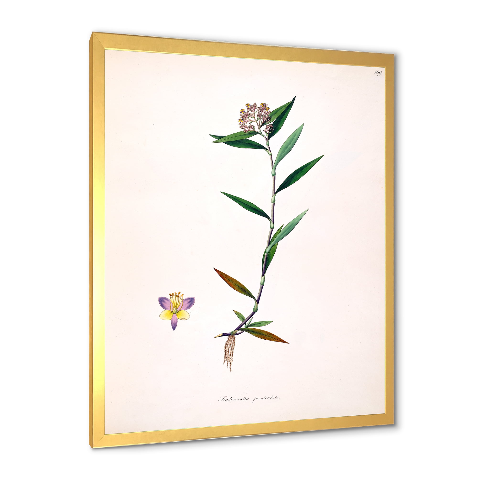 Designart 'Ancient Botanicals XIX' Farmhouse Framed Art Print