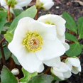 QAUZUY GARDEN 20+ Seeds MMF7 Lenten Christmas Rose Seeds Black