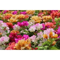 Bougainvillea–Barbara Karst–Vibrant flowering plant 6" Pot