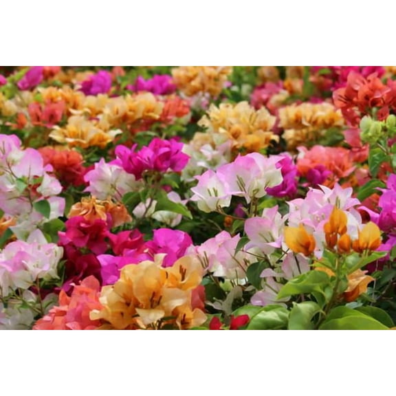 Bougainvillea–Barbara Karst–Vibrant flowering plant  6" Pot