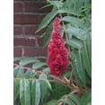 thumbnail image 1 of 50 STAGHORN SUMAC TREE Rhus Typhina Yellow Flowers Red Berries Seeds, 1 of 4
