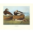 thumbnail image 2 of Audubon, John James 32x26 Black Ornate Wood Framed with Double Matting Museum Art Print Titled - Long-Tailed Duck (decorative border), 2 of 4