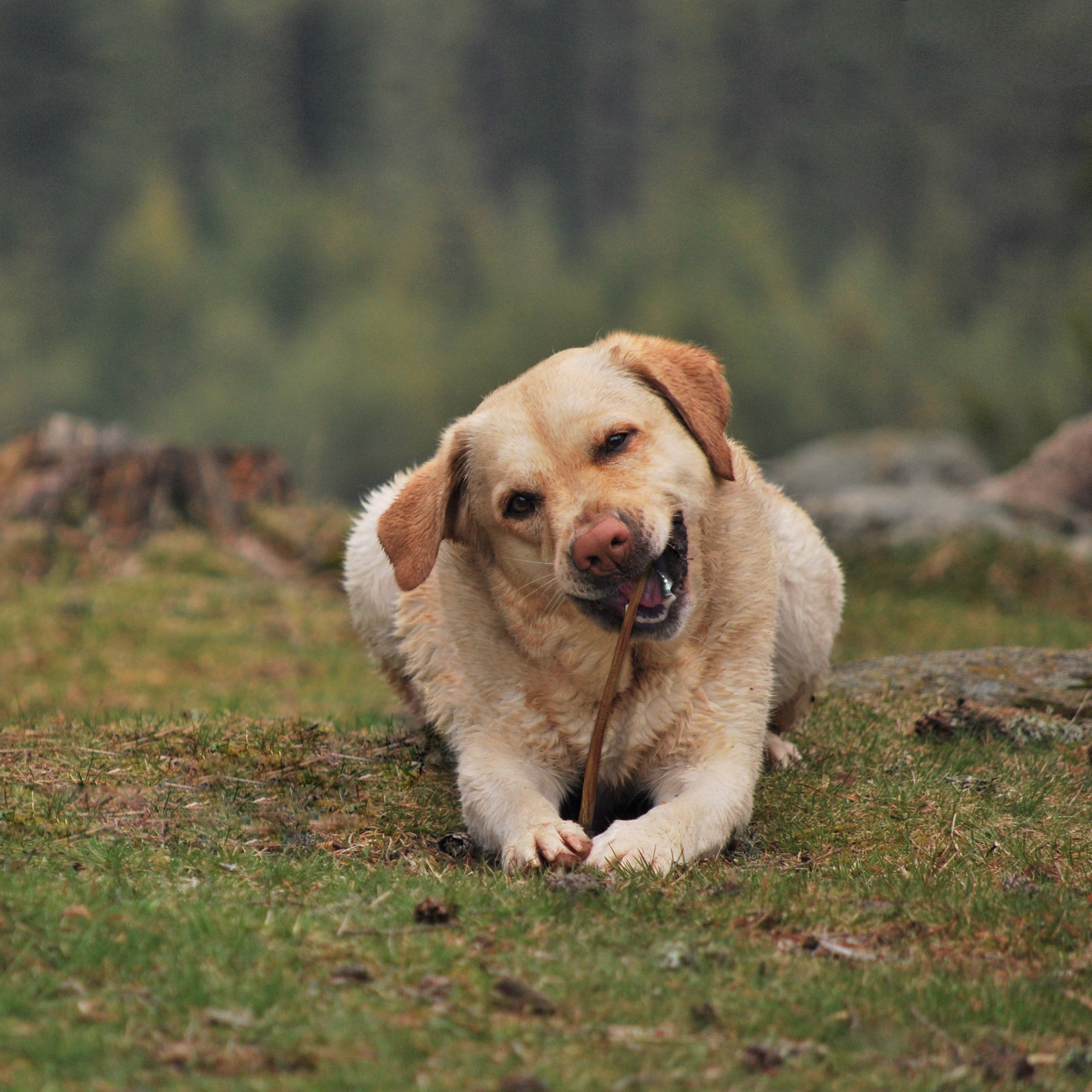 cadet bully sticks 12 inch
