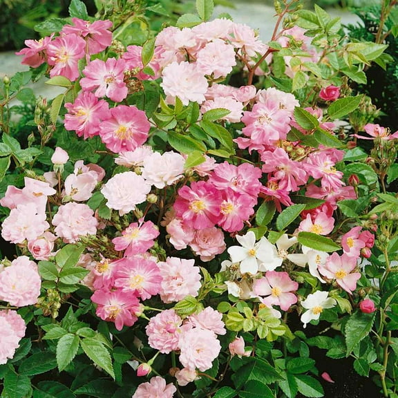 Outsidepride Rosa Chinensis - 400 Seeds