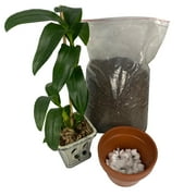 UOFFICE Packing Peanuts Industrial Packaging Void Fill