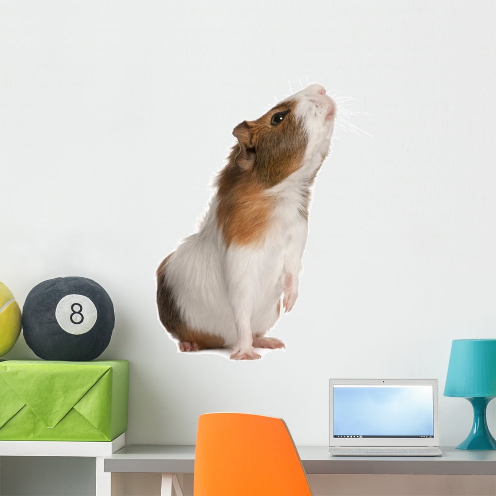 guinea pig wall stickers