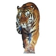 thumbnail image 2 of Tiger, 2 of 2