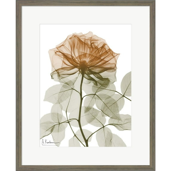 Great Art Now Urban Jungle Rose 1 by Albert Koetsier, Framed Wall Art, 18W x 22H