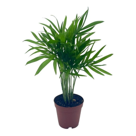 Florida House Plants Bamboo Palm Live Tree, Low Maintenance