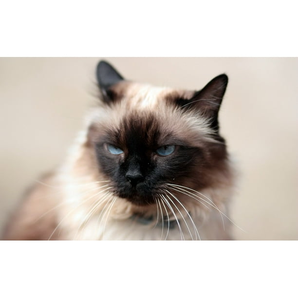 Gray Blue Eyes Siamese Fat Cat 12 Inch By 18 Inch Laminated Poster With Bright Colors And Vivid Imagery Fits Perfectly In Many Attractive Frames Walmart Com Walmart Com