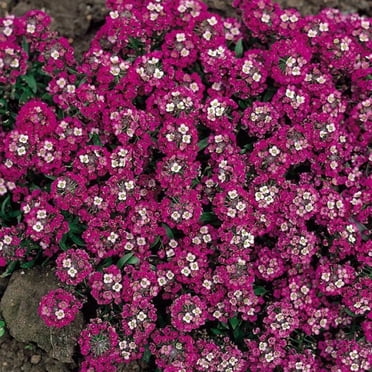 Toadstool Seeds 25 Palmares Dahlia Seeds – Perennial Flowering Blooms, Easy Grow, Outdoor, US Seller