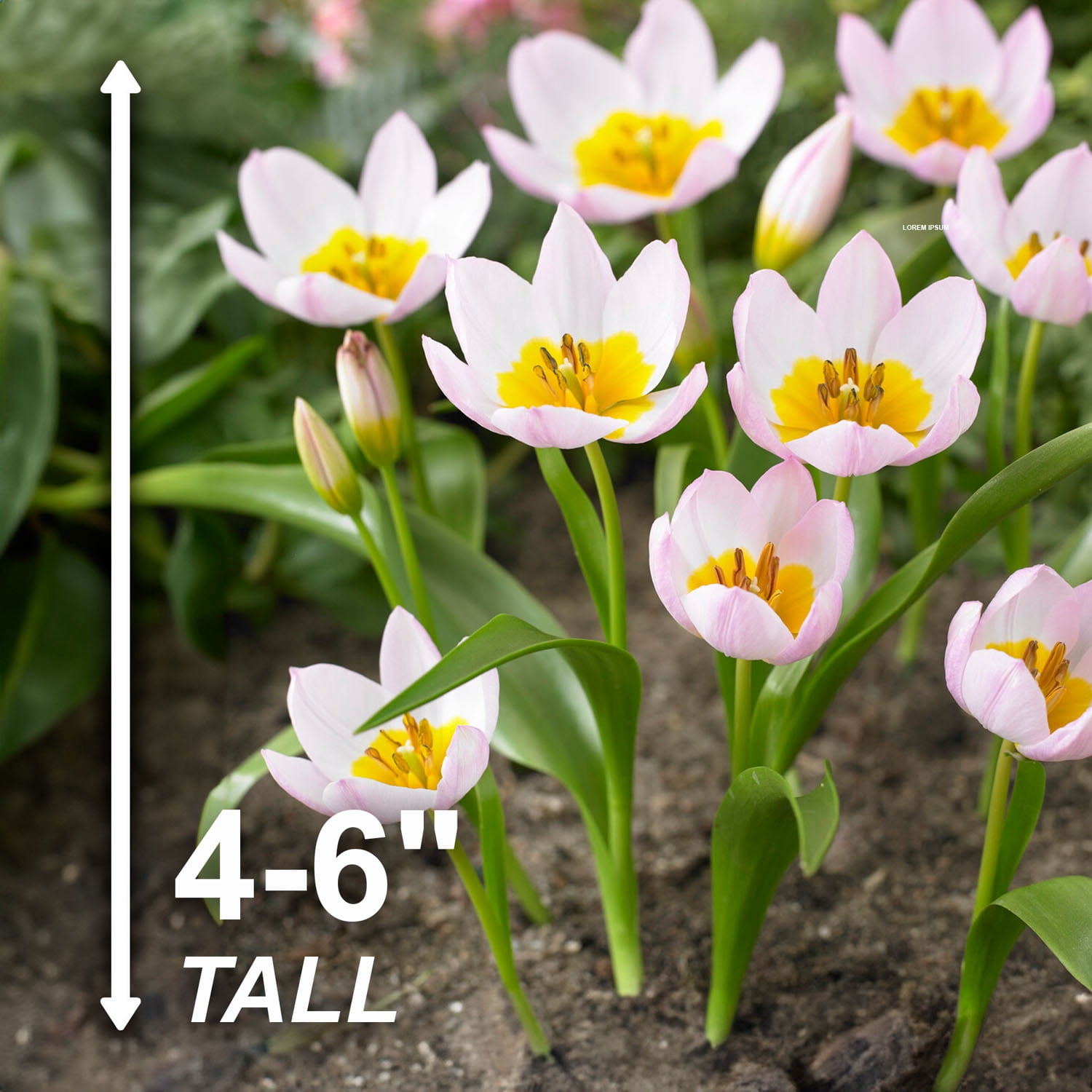 Garden State Bulb Lilac Wonder Bakeri Tulip Flower Bulbs, 6/+cm (Bag of 50)