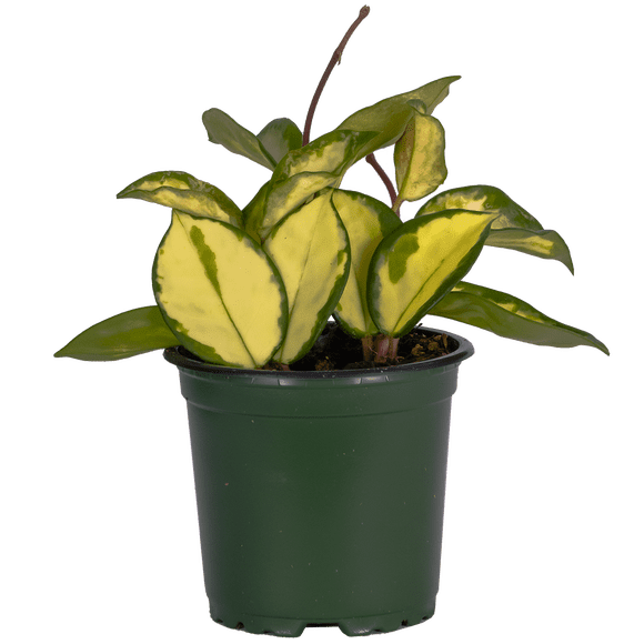Hoya Carnosa Tricolor / Plante (S) en Cire Plantes Vivantes dans un pot de Culture de 4 Pouces