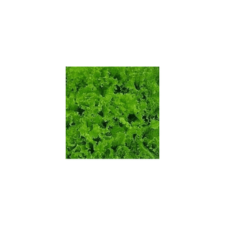 Seed Kingdom Tendersweet Carrot – Heirloom Vegetable, 1,600 Seeds