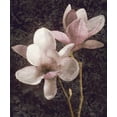thumbnail image 2 of Seba, John 20x23 White Modern Wood Framed Museum Art Print Titled - Pink Magnolias I, 2 of 4