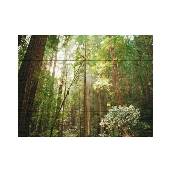 Trademark Fine Art 'Muir Woods' Wooden Wall Art Art by Ariane Moshayedi