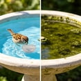 thumbnail image 5 of Outdor 1Pcs Bird Bath Disc Pure Copper Bird Bath Purification Disk 4Inch 0.7MM Thick Self Cleaning Design For Clean Water All Year Disks For Outdoor Birdbaths Bowls Founta, 5 of 5