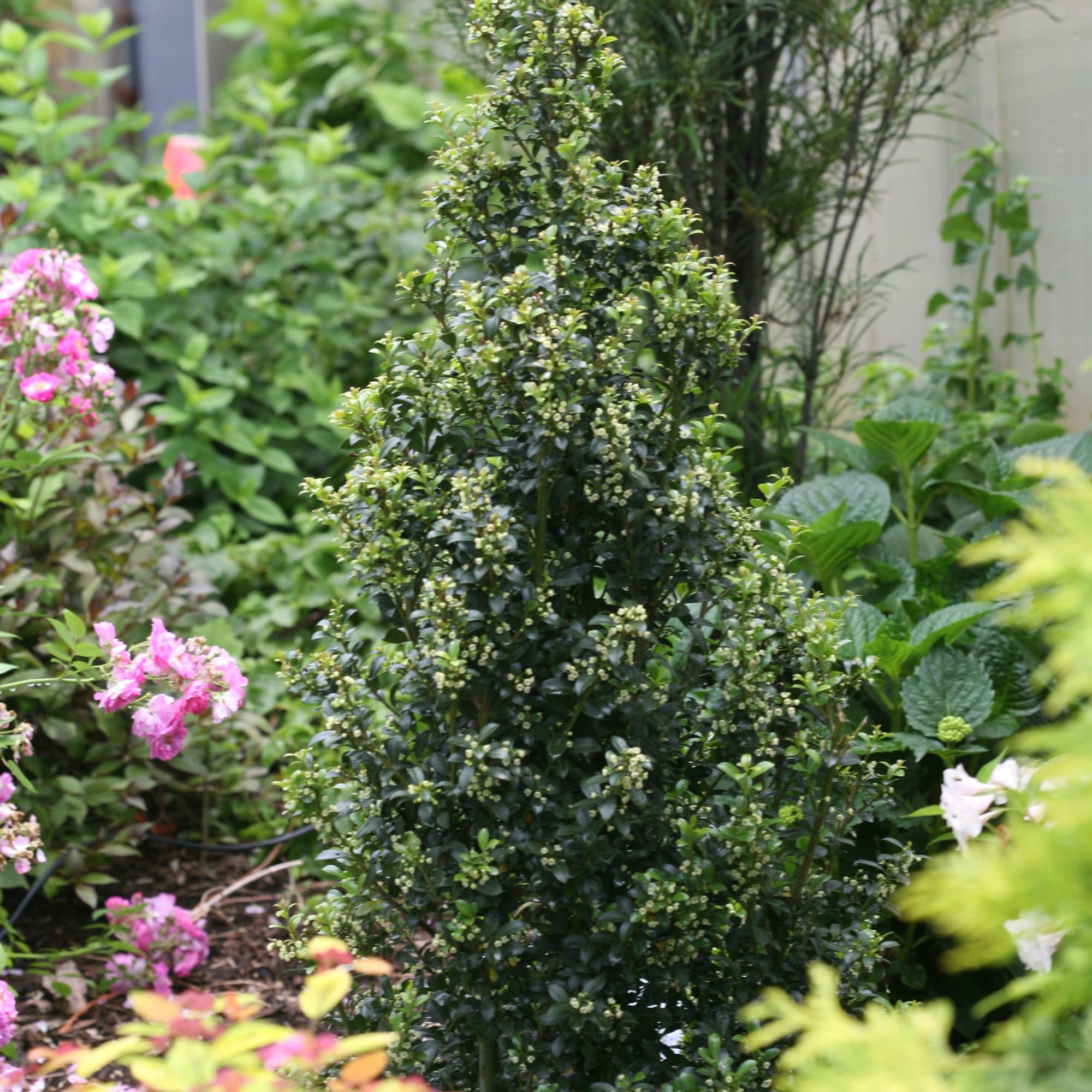 Proven Winners ColorChoice 5" Sky Box Japanese Holly Live Plant in 4.5" Pot (4 Count)