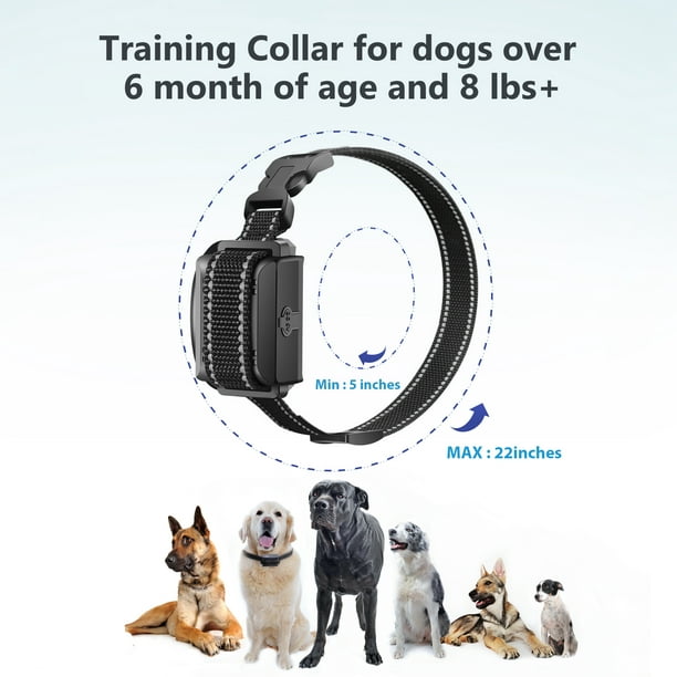 what age can you start using a shock collar on a puppy