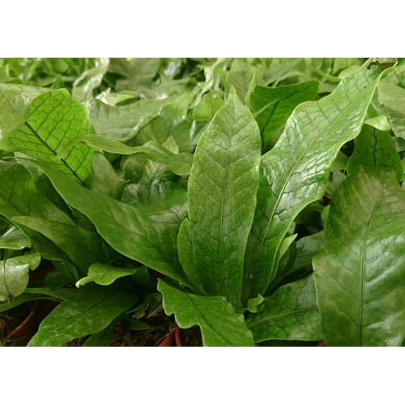 Rare Crocodile/Snakeskin Fern Plant - Great House Plant! 4" Pot