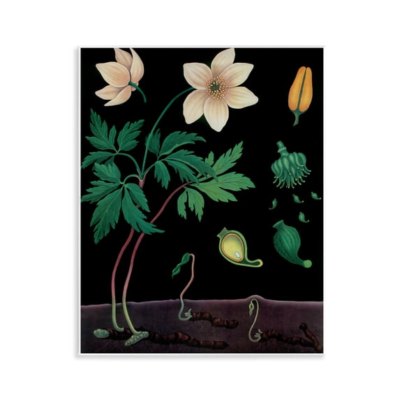 Stupell Industries Sprouting Wildflower Illustrations Wall Plaque Art, design by Vintage Hustle