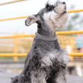 thumbnail image 4 of Collier Grand pour Chien avec Poignée – Colliers Extra Doux pour Chiens Moyens, 4 of 5