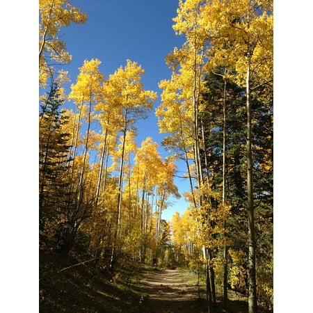 LAMINATED POSTER Aspens Fall Colors Gold Autumn Foliage Leaves Poster Print 24 x