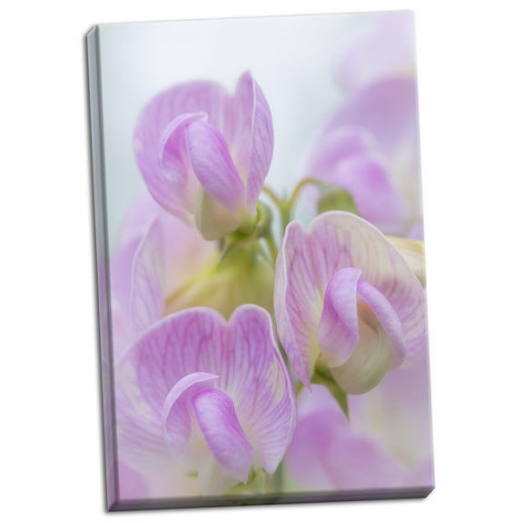 Gango Home Decor Sweet Pea Blossoms IV by Kathy Mahan (Ready to Hang); One 24x36in Hand-Stretched Canvas